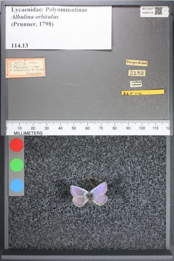 Media type: image;   Entomology 54118